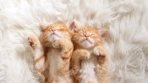 Cute Ginger Kittens Sleeping on a Fur White Blanket
