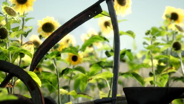 Old Vintage Style Scythe and Sunflower Field