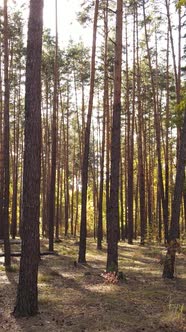 Vertical Video of a Forest in an Autumn Day