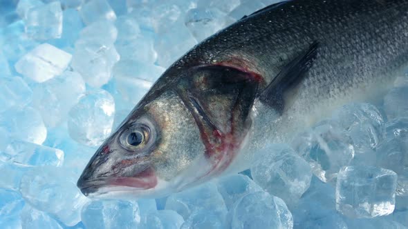 Trophy Fish On Ice