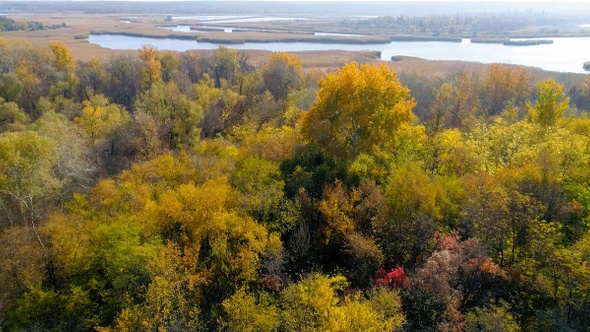 Scenic aerial view of autumn yellow-red forest on the river bank