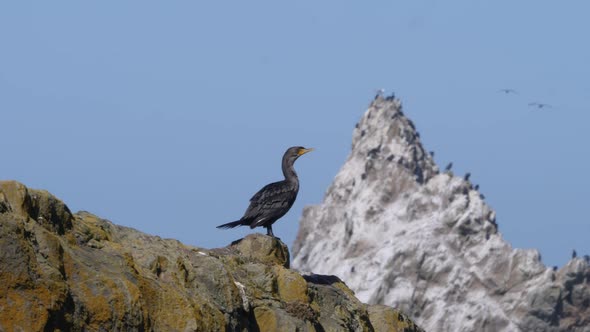 A cormorant sits on a rock ledge with a white peak behind it.