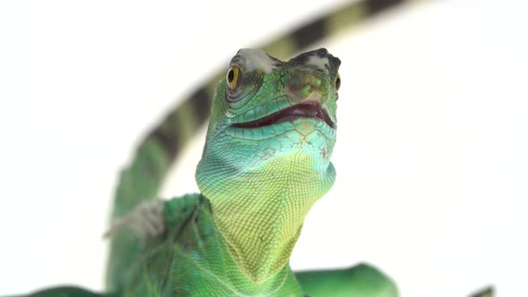 Green Basilisks or Basiliscus Basiliscus on White Background. Close Up.