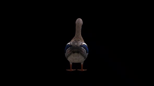 Female Duck İdle View From Back