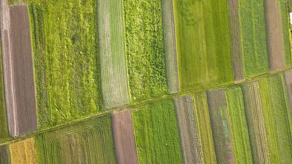 Aerial view of green agriculture fields in spring with fresh vegetation after seeding season.