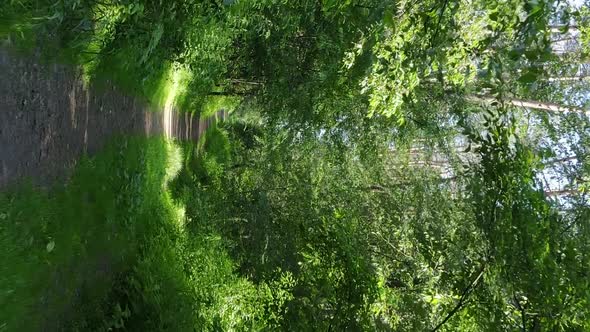 Vertical Video Aerial View Inside a Green Forest with Trees in Summer