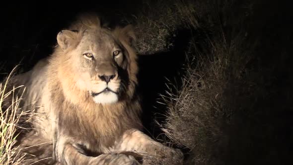 Wild male lion roaring into the dark of nightPanthera Leo - captured in the Greater Kruger National