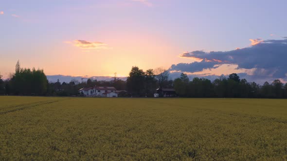 Beautiful sunset mood flying by drone low over a yellow rapeseed field, authentic springtime scenery