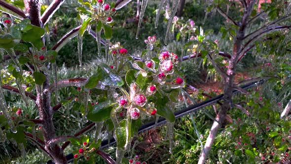 Ice-covered apple blossoms after nocturnal frost protection irrigation