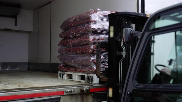 Forklift Truck Puts Pallet with Fresh Fasolari Into Lorry