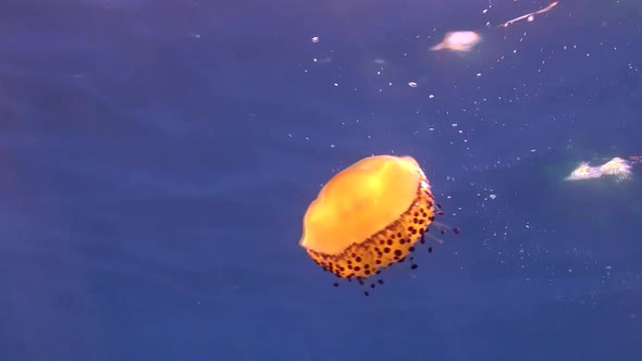 Fried egg Jellyfish drifting in the blue in the  Mediterranean Sea