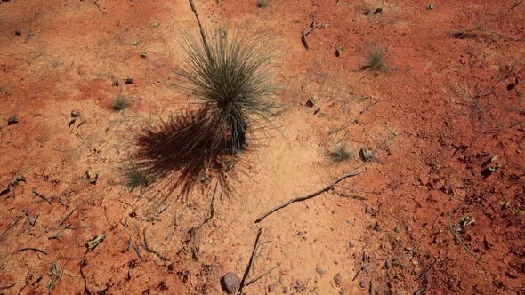 Tropical Forest Dry Ground