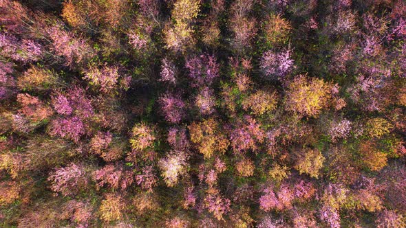 Drone fly over Wild Himalayan Cherry Blossom (Prunus cerasoides)