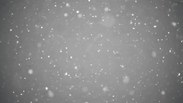 Real Snow Snowing in Winter in Gray Background