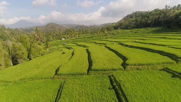 Rice Terraces and Agricultural Land in Indonesia