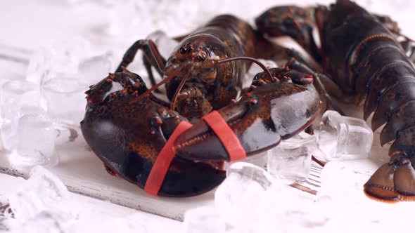 Live Lobster Moves His Claw.
