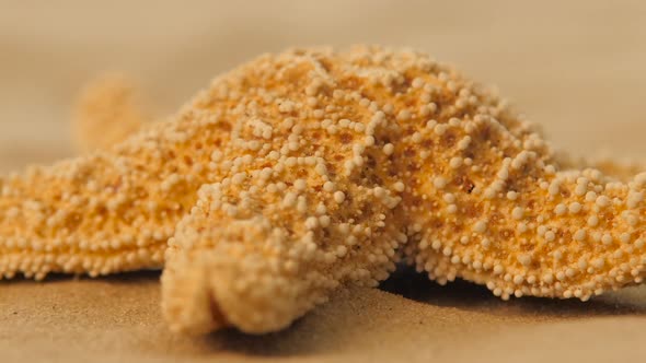 Starfish on a Sand Beach, Rotation, Beige, Closeup