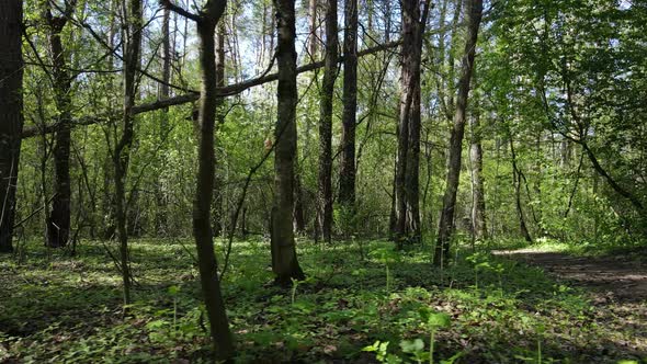 Green Forest During the Day Aerial View