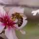 Bee On Flower 79 - VideoHive Item for Sale