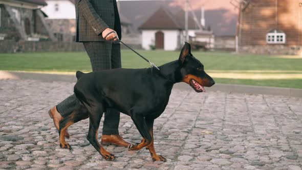 A Rich Businessman in a Business Suit Walks with a Large Doberman in the Park. Successful Bearded