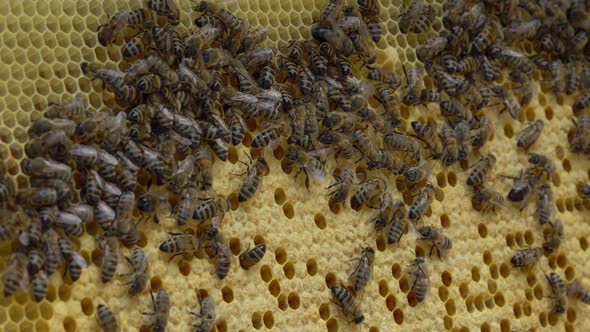 Bee Brood Frames are Composed of Brood at Various Stages of Development  Eggs Larvae and Pupae