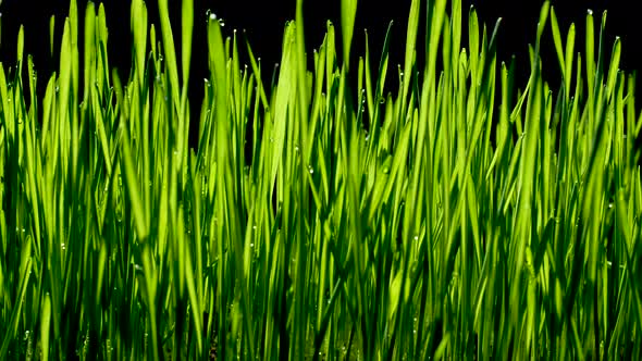 Green Wheat Sprouts