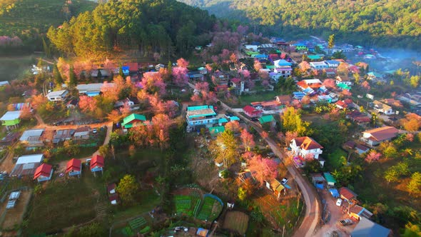 Aerial view above the Wild Himalayan Cherry (Prunus cerasoides) tree