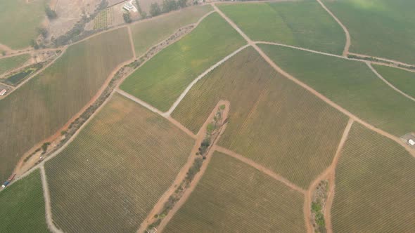 Aerial dolly out view of sections of a vineyard on a foggy day in the Leyda Valley, Chile.