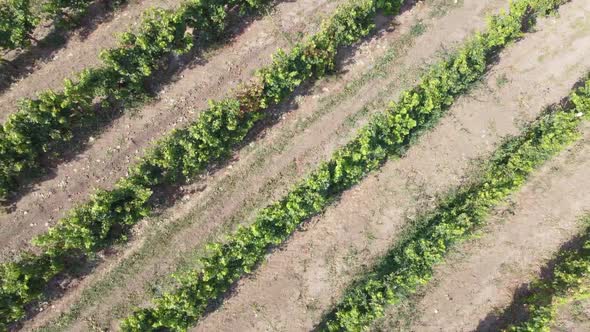 Rows of vineyards in the field of agriculture. Top view on grape plantation