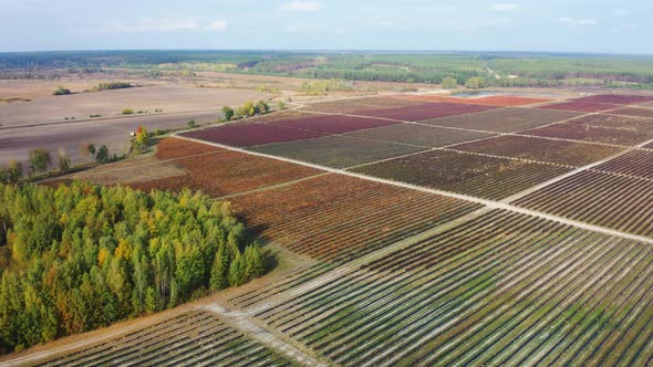 Flying Over Blueberry Farm in the Fall. Autumn Shades of Berries, Red, Burgundy. Aerial Footage