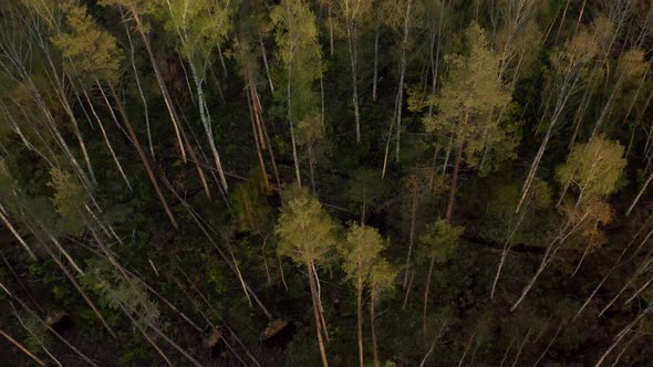 Flight Above Forest