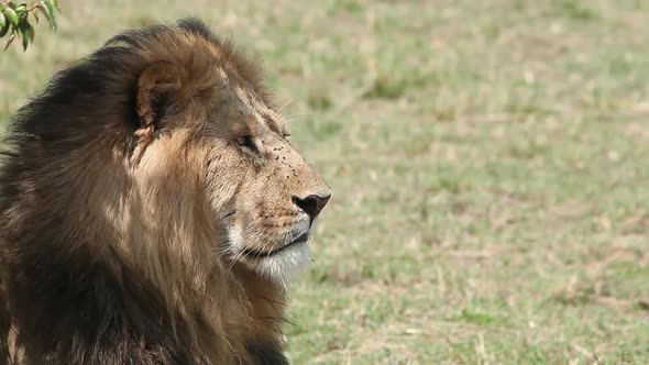 750237 African Lion, panthera leo, Male licking its Nose, Masai Mara Park in Kenya, Real Time