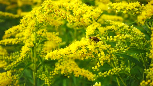 Blooming Flowers and Bee Collects Nectar