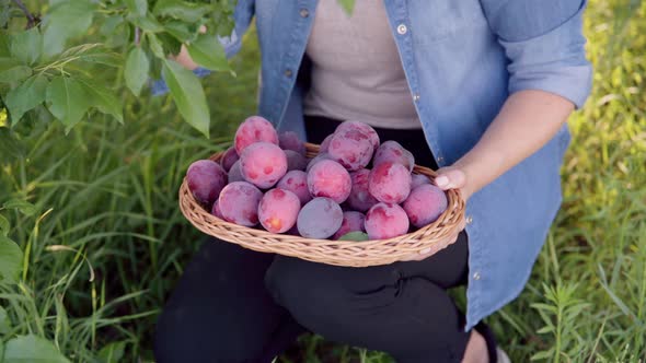 Closeup of Woman's Hand Picking Ripe Plums From Tree in Basket