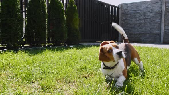 Beagle Dog Run at Grass Outdoors Chase Moving Camera