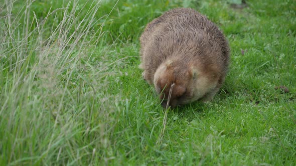 Bobak Marmot, Marmota Bobak Nibbles Grass on the Field. Summer Evening.