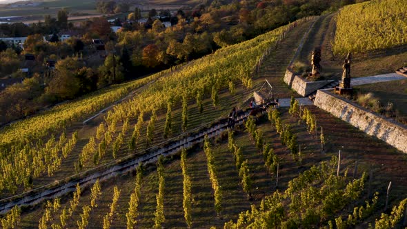 Family walking their dogs in a village vineyard in Moravia, drone.