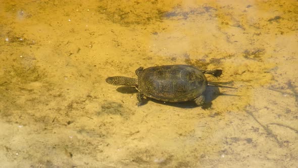 River Turtle Swims Underwater in the Pond Above the Yellow Sand