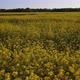 Field of rapeseed at summer - VideoHive Item for Sale