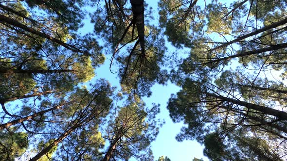 Conifer trees in forest from below, Teide National Park, Tenerife