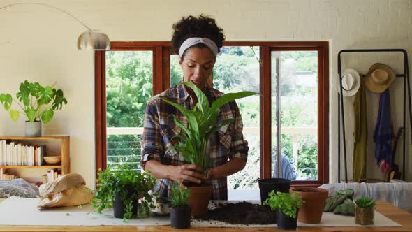 Mixed race woman transplanting plants in pot at home