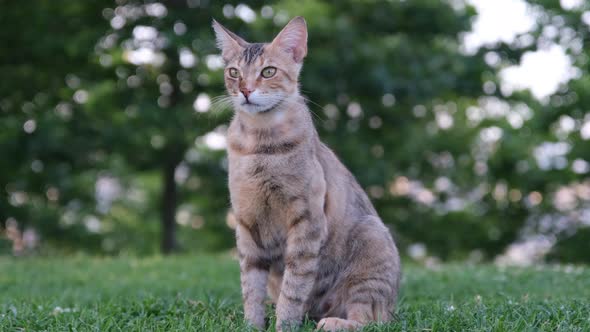 Park Cat Slow Motion