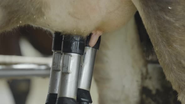 Teatcups disconnect of cow udders. Electronic Suction cups. Automatic Milking