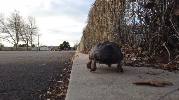 A beautiful pet tortoise walking slowly in the distance on a sidewalk in the suburbs.