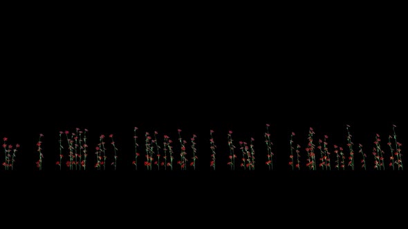 Growing Red Flowers alt