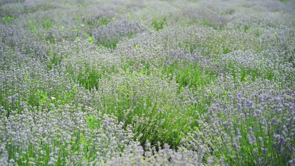 Wide Shot of Lavender Flowers Growing on Summer Field on Sunny Day