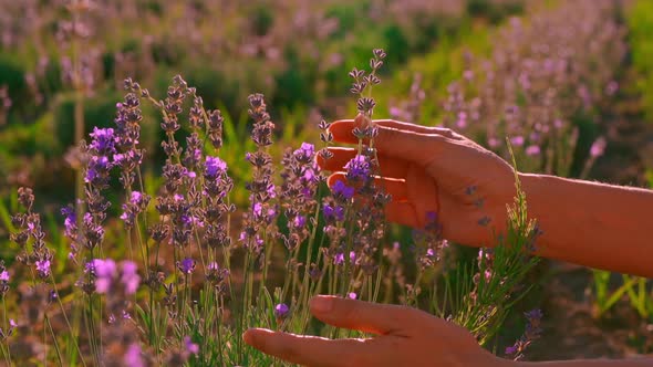 Close Up Traveler in Provence Touches Purple Flowers