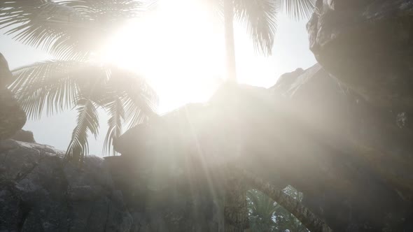 Big Palms in Stone Cave with Rays of Sunlight