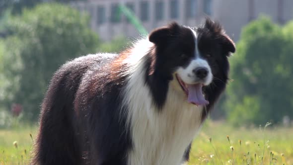 A Border Collie Looks at the Camera, Then Runs Toward It in a Meadow in a Forest