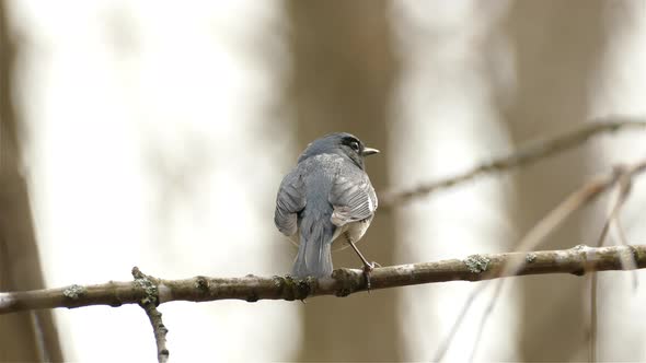 Close-up of a Black-throated blue warbler standing on a branch with a blurry background.